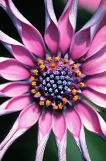 Osteospermum: Osteospermum