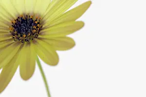 Osteospermum: Osteospermum