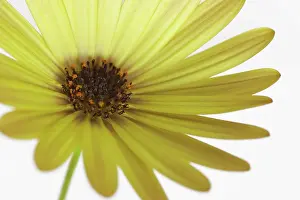 Osteospermum: Osteospermum