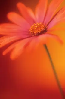 Osteospermum: Osteospermum