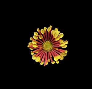 Osteospermum: Osteospermum