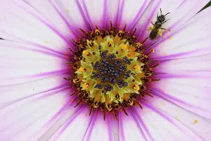 Osteospermum: Osteospermum