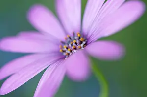 Osteospermum: Osteospermum