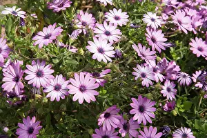 Osteospermum: Osteospermum, African daisy, Osteospermum jucundum