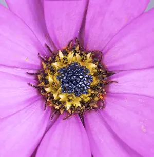 Style: Osteospermum jucundum flower