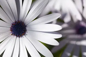 Monochrome: Osteospermum, Almost monochrome detail of flower