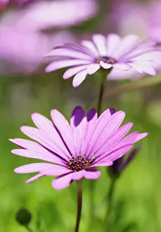 Osteospermum: Osteospermum, Osteospermum jucundum, close up of