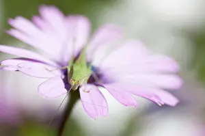 Osteospermum: Osteospermum, Osteospermum jucundum with Katydid