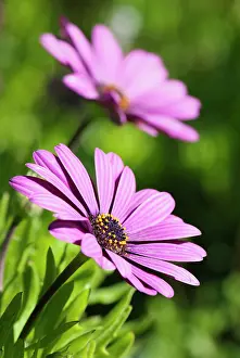 Osteospermum: Osteospermum, Osteospermum jucundum, two pink coloured