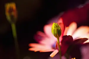 Osteospermum: Osteospermum, Side view of red coloured flower growing