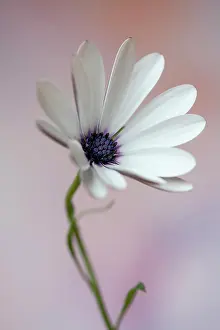Osteospermum: Osteospermum, a white cultivar, Front view of partially