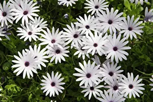 Osteospermum: Osteosprnum, African daisy, Osteospermum jucundum