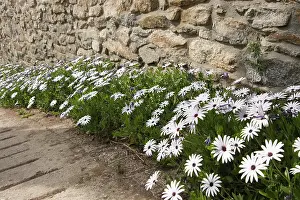 Osteospermum: Osteospurnum, African daisy, Osteospermum jucundum