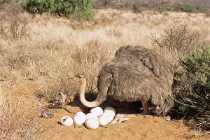 Responsibility: Ostrich