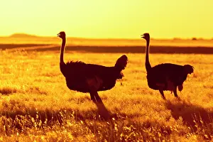 Yello: Ostrich