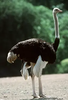 Ostrich: OSTRICH