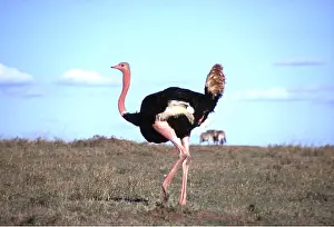 Martin Beames: Ostrich