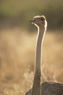 Molybdophanes: Ostrich on alert at dawn