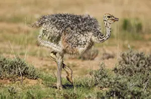 Ostriches: Ostrich - chick - during the rainy season in green