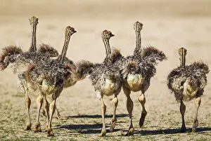 Ostriches: Ostrich - five chicks - Kalahari Desert, Kgalagadi