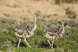 Ostriches: Ostrich - two chicks - during the rainy season in