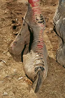 Toes: OSTRICH - close-up of foot