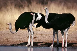 Clem Haagner: OSTRICH - cocks drinking