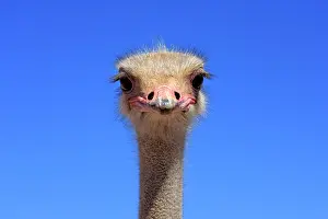 Karoo: Ostrich or Common Ostrich (Struthio camelus australis)