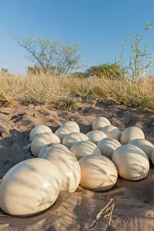 Struthio: Ostrich or common ostrich (Struthio camelus) nest