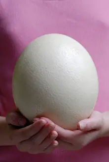 Biggest: Ostrich egg