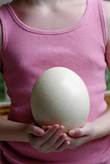 Biggest: Ostrich egg