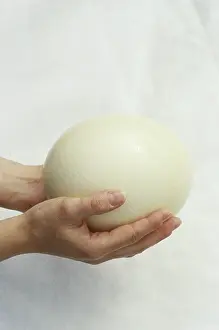 Struthionidae: Ostrich Egg