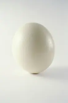 Struthionidae: Ostrich Egg