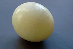 Fertility: Ostrich egg