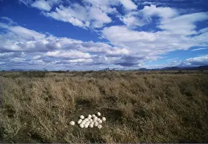 Ostrich: OSTRICH EGGS