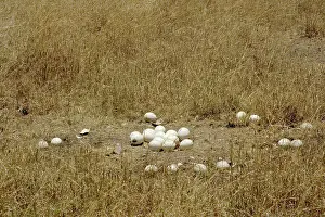 Struthionidae: Ostrich eggs at nest site