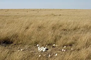 Struthionidae: Ostrich eggs at nest site