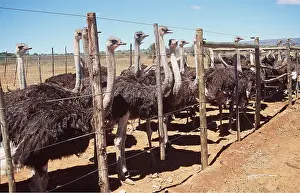 Ready: OSTRICH FARMING - Ostriches ready for slaughter