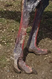 Toes: Ostrich Feet