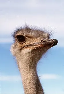 Peter Steyn: OSTRICH - female, close-up of head
