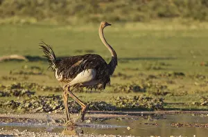 Ostriches: Ostrich - female - getting up after having taken