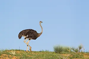 Ostriches: Ostrich - female on a grass-grown sand dune - during
