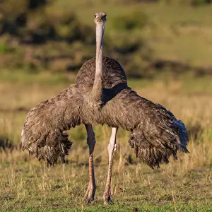 Ostrich female walking across the Mara plains