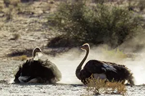 Raising: Ostrich. Two females having a dust bath. In the