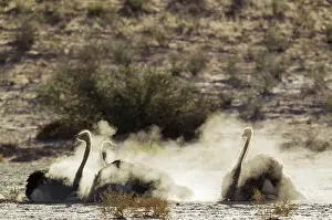 Raising: Ostrich. Three females having a dust bath. In the