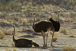 Ostrich: Ostrich. Three females resting in the evening. Kalahari