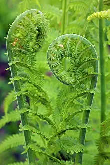 Matteuccia: Ostrich fern or shuttlecock fern - Fiddlehead - edible
