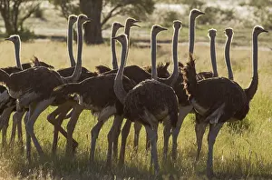 Ostriches: Ostrich - group of females - during the rainy season