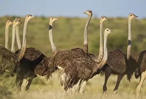 Rainy: Ostrich - group of females - during the rainy season