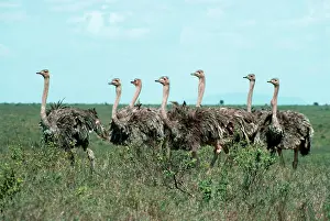 Ostrich: OSTRICH - group of young